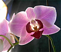 Foto orchidea